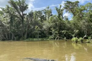 Swamp Tours New Orleans
