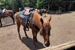 Sycamore Creek Horseback Riding