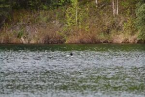 Talkeetna Lakeside Cabins