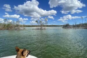 Ten Thousand Islands Fishing and Tours