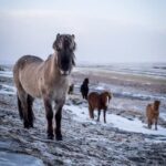 Terra Nova Travel, LLC