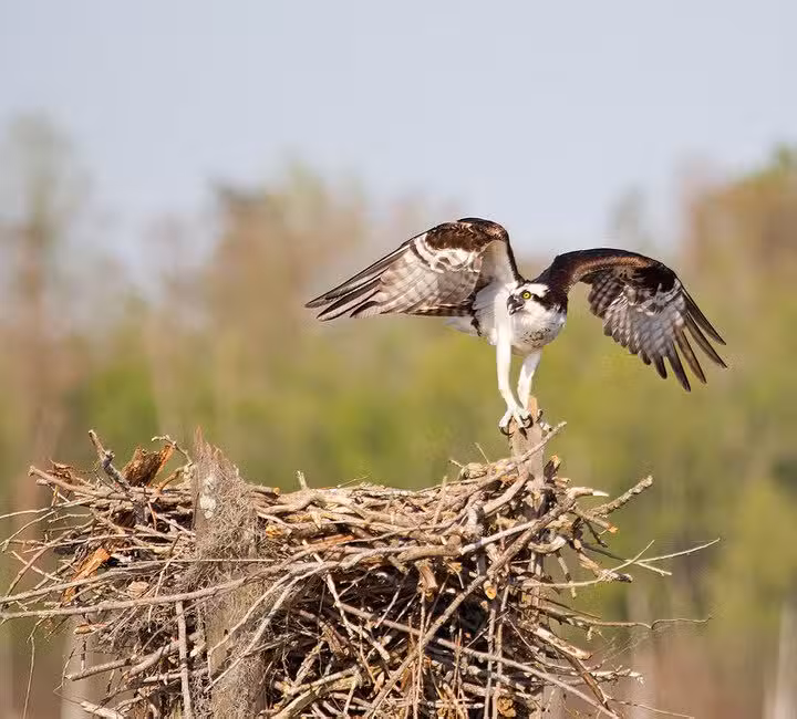 The Atchafalaya Experience