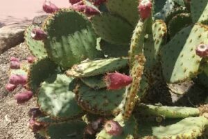 The Carefree Traveler