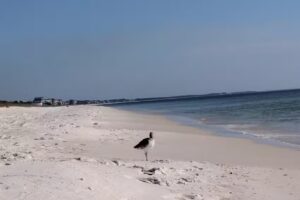 The Crab Shack Beach House Rental