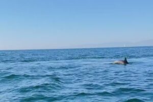 The Dolphin Boat Tour