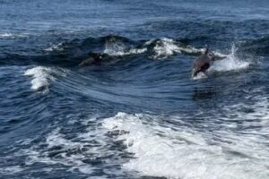 The Fun Boats Dolphin Cruises