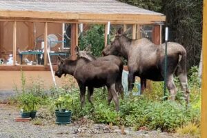 The Kenai River Cabins at Sterling AK