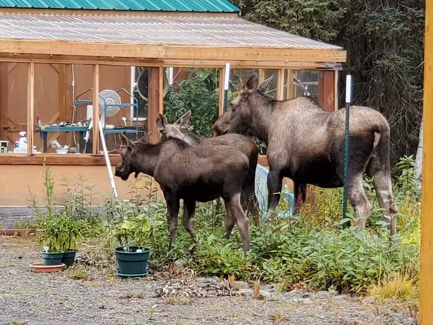 The Kenai River Cabins at Sterling AK