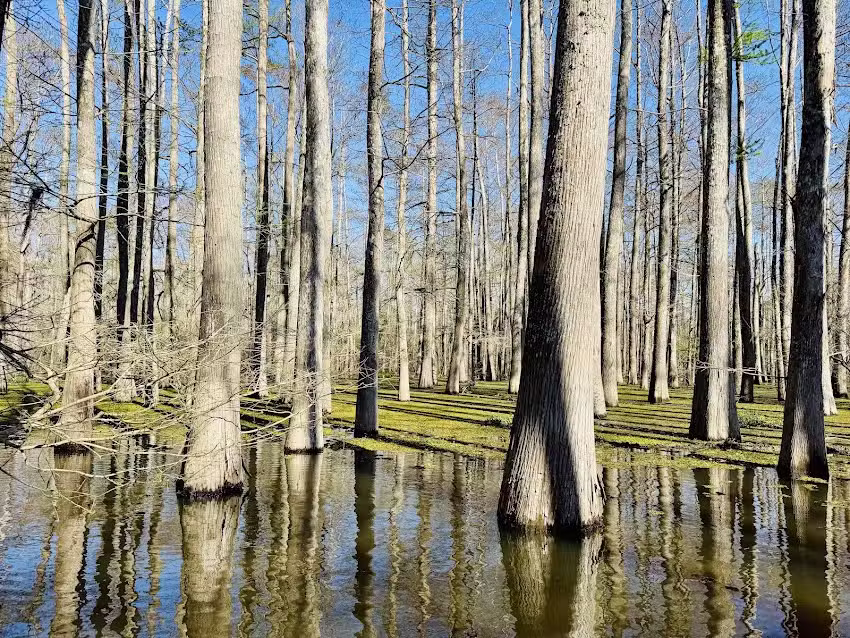 The Last Wilderness Eco-Swamp Tours & Cabins
