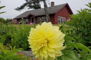 The Little Red House