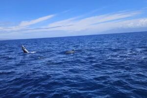 The Magic Merman Snorkel Charters