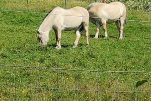 The Maples at Blue Heron Farm