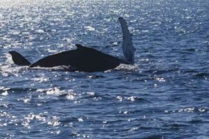 The Order of the Knights of Northfield