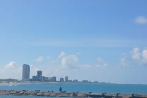 The Original Dolphin Watch