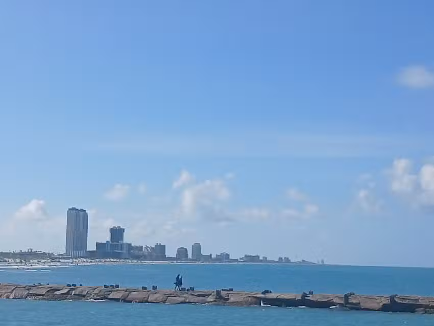 The Original Dolphin Watch