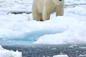 The Polar Travel Company