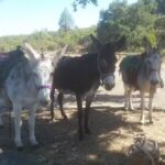 The Ranch At Lake Sonoma