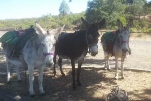 The Ranch At Lake Sonoma