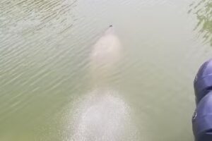 The Retreat in Marathon