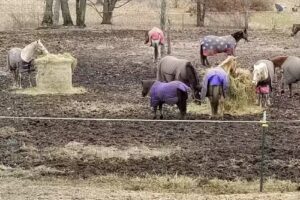 The Riding Stable, LLC & TRS Tack Store & More