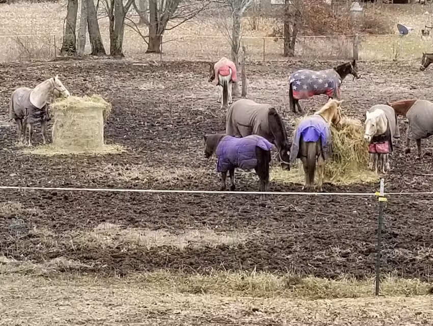 The Riding Stable, LLC & TRS Tack Store & More