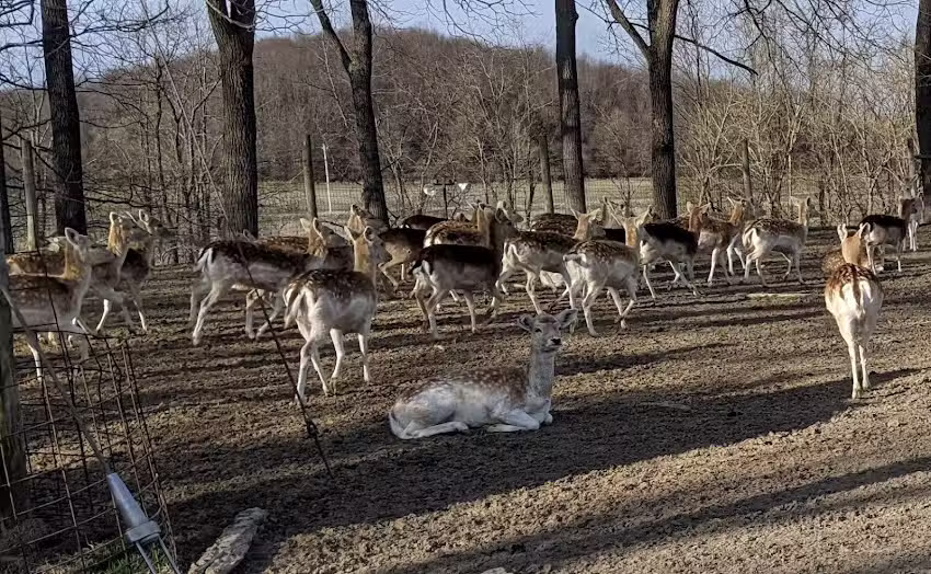 The Spotted Horse Ranch