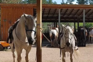 THE STABLES at Palmer Gulch