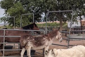 The Stables at Tamaya
