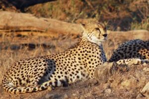 The Travel & Cultures Company