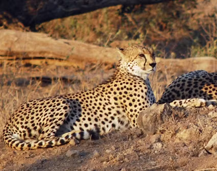 The Travel & Cultures Company