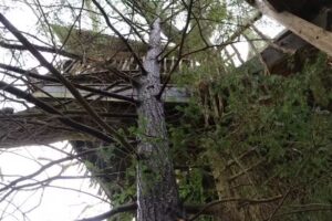 The Treehouse at Cataloochee