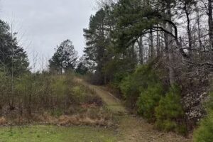 The Woods Cabin Company