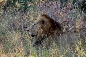 Thomson Family Adventures