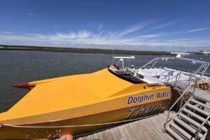 Thunder Cat Dolphin Watch & Speedboat Tours