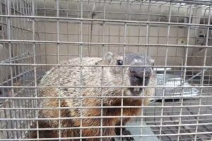 Thurmont Main Street Arts & Gifts