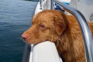 Toller Boat Tours of Keuka Lake