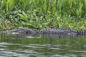 Tom and Jerry’s Airboat Tours