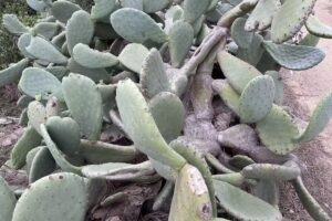 Torrey Pines Reserve Lodge and Visitor Center