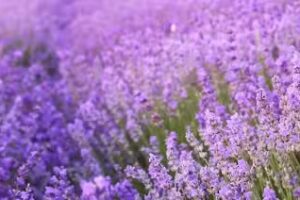 Town & Country Real Estate – Greenport