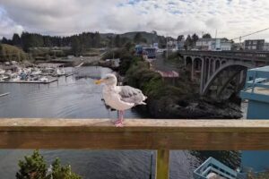 Tradewinds Charters – Best Whale Watching & Fishing Charters – Oregon