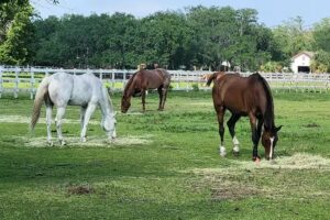 Tradewinds Park & Stables