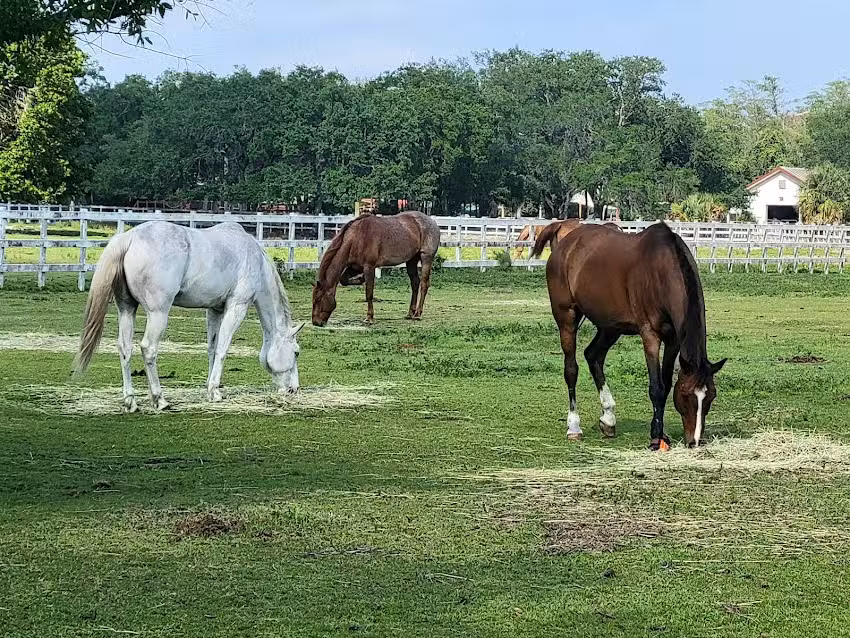 Tradewinds Park & Stables