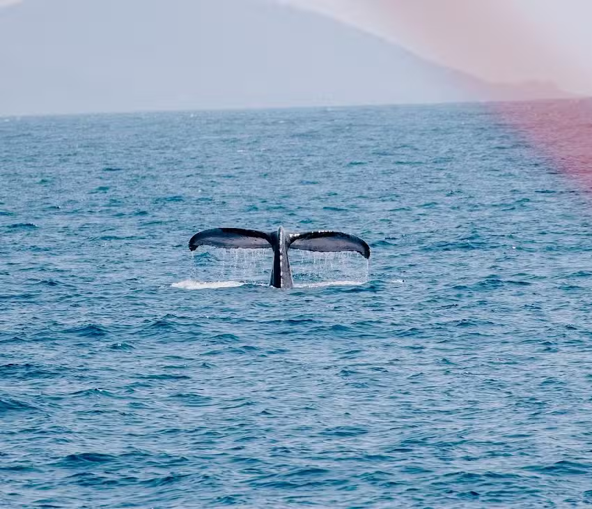 Travel Agency Norman – Vincent Vacations