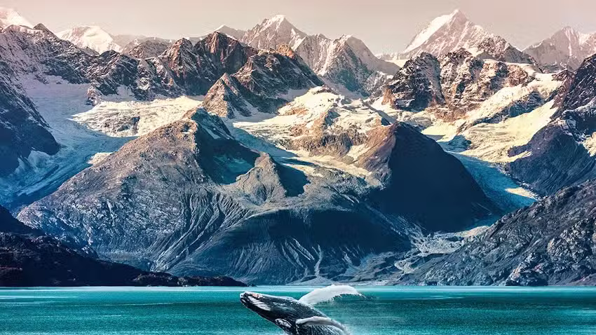 Travel & Cruise Desk