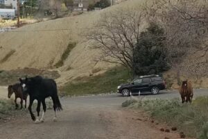 Travel Services of Nevada