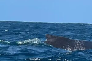 Travels Like Royalty