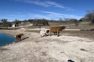 Tres Molinos Hill Country Ranch & Resort