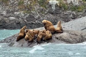 Trips and Ships Luxury Travel Inc