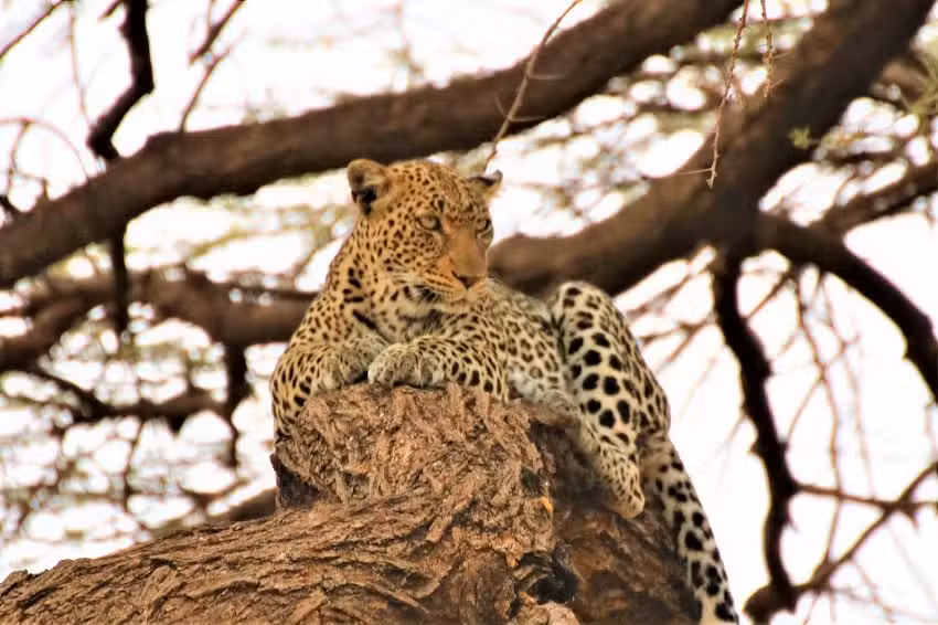 Tropical Woods Adventures