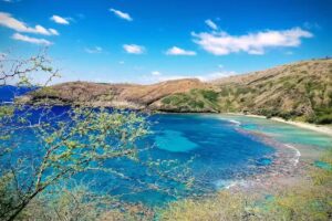 Turtle Travel Inc by Dream Vacations